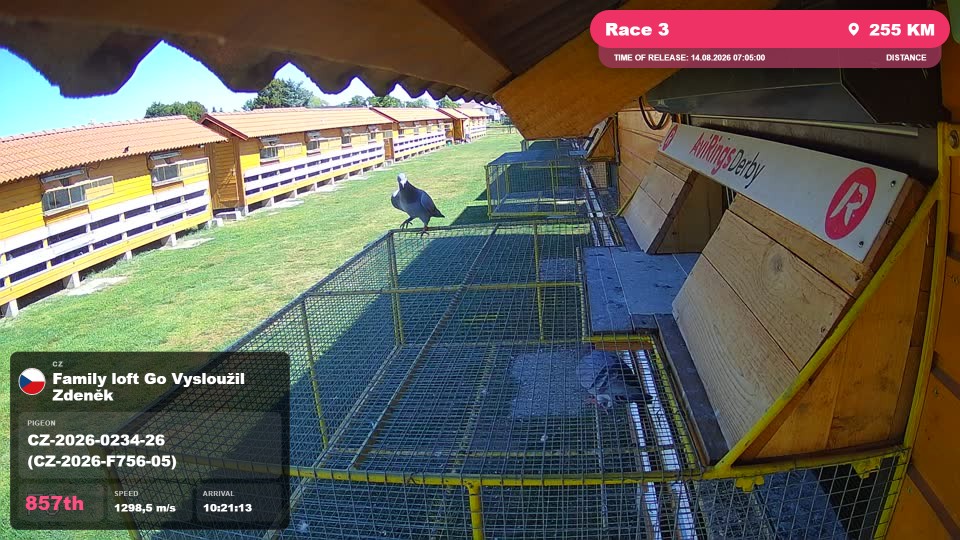 Pigeon Arrival Image For Race Race 3