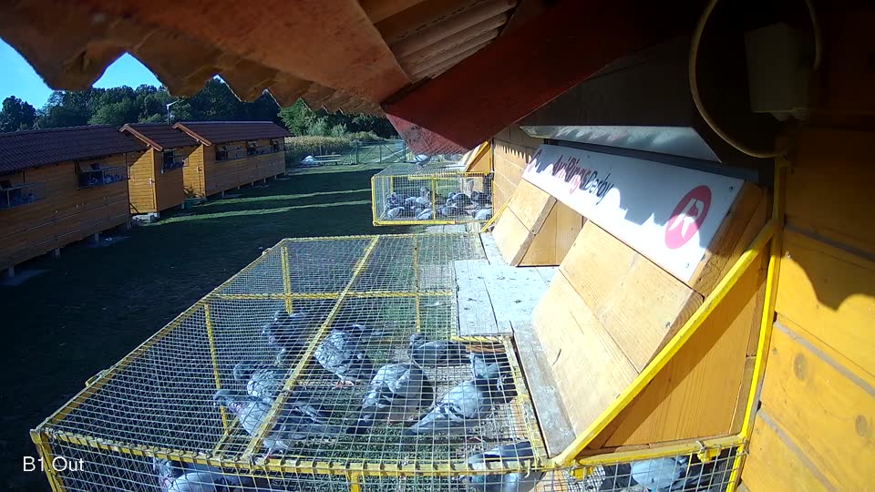 Pigeon Arrival Image For Race Race 5