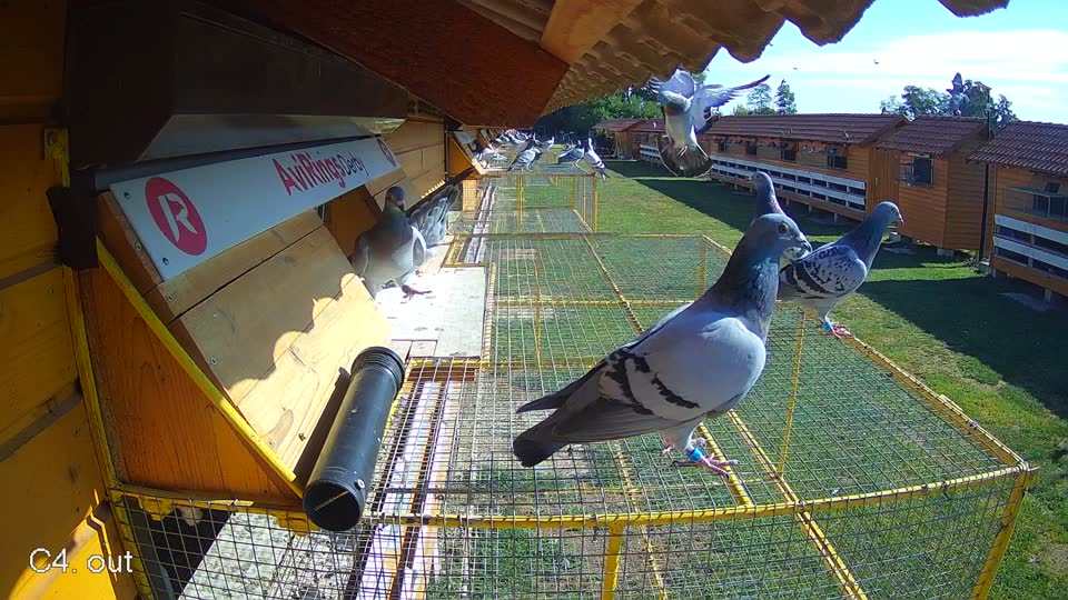 Pigeon Arrival Image For Race Race 2