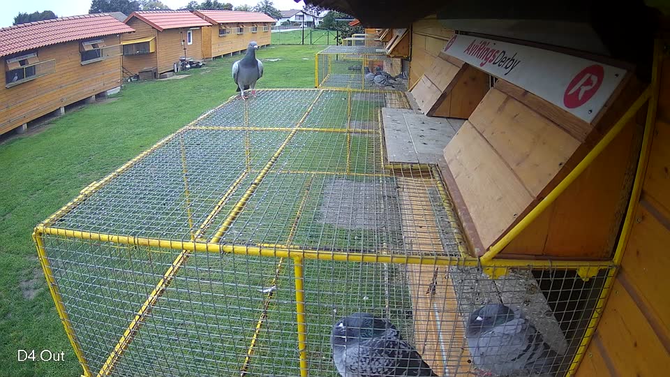 Pigeon Arrival Image For Race Final race 3