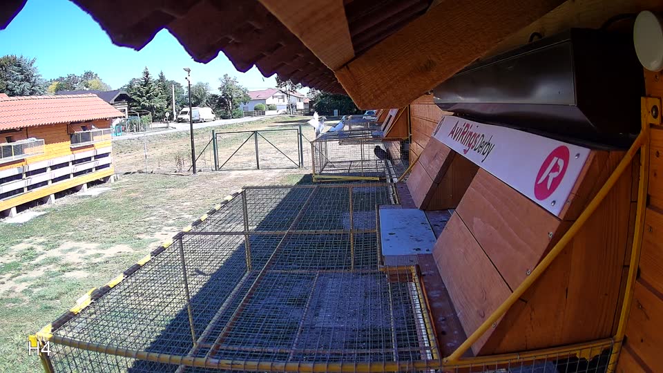 Pigeon Arrival Image For Race Race 3