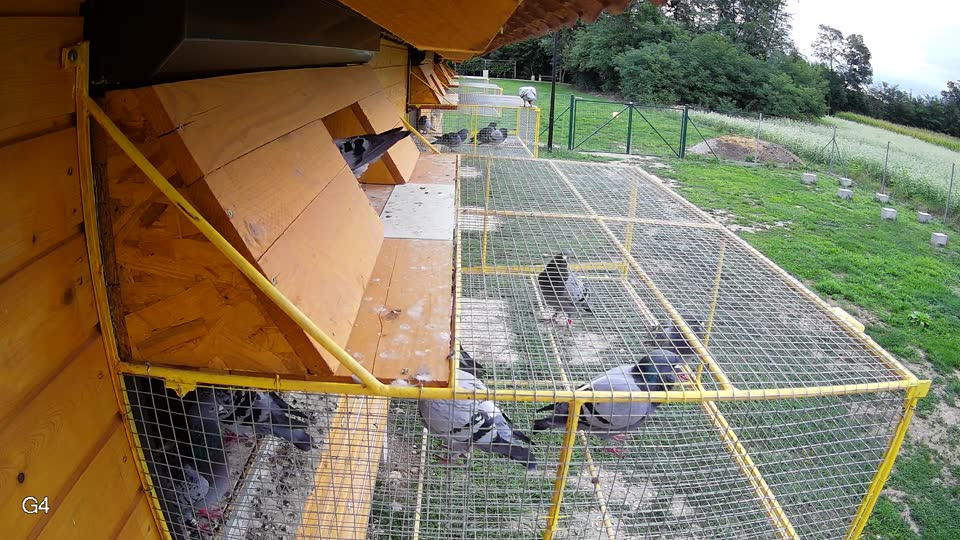 Pigeon Arrival Image For Race Race 6