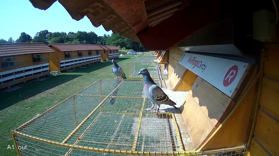Pigeon Arrival Image For Race Race 1