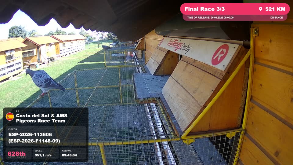 Pigeon Arrival Image For Race Final Race 3/3