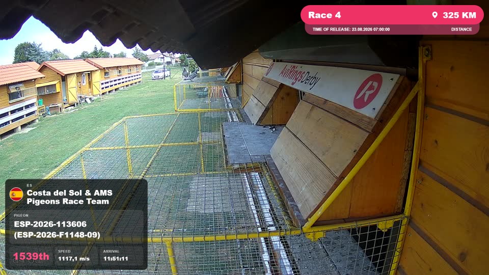 Pigeon Arrival Image For Race Race 4