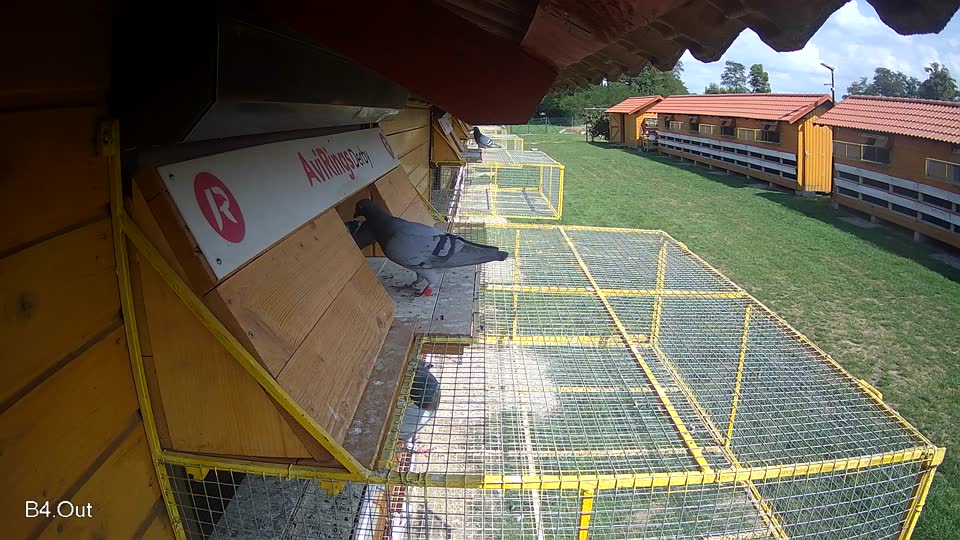 Pigeon Arrival Image For Race Race 6