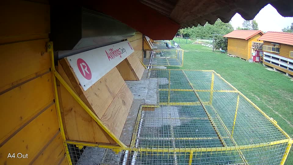 Pigeon Arrival Image For Race Final race 1