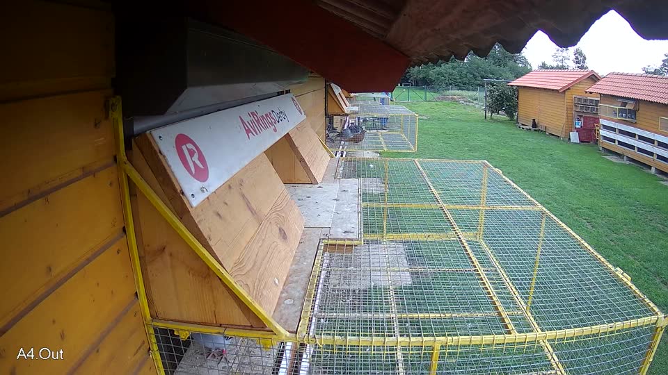 Pigeon Arrival Image For Race Final race 2