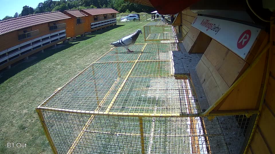Pigeon Arrival Image For Race Race 5