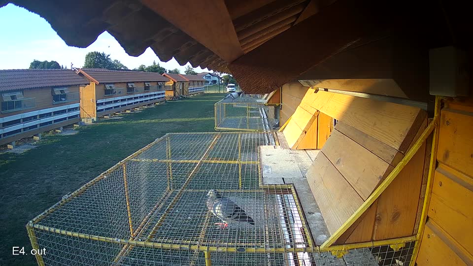 Pigeon Arrival Image For Race Race 5