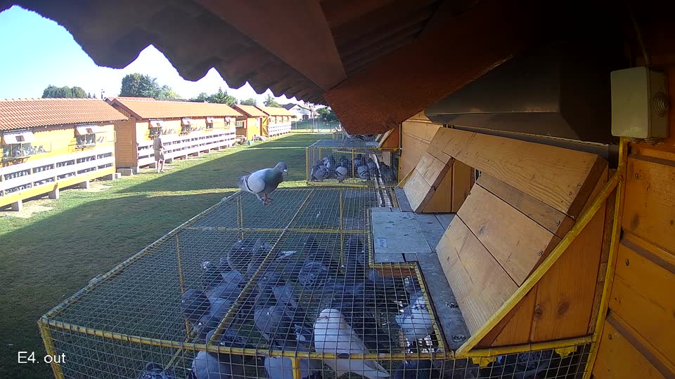 Pigeon Arrival Image For Race Race 3
