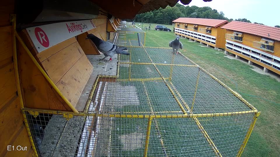 Pigeon Arrival Image For Race Race 3