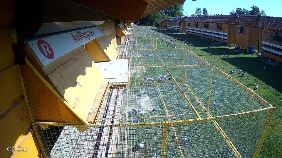 Pigeon Arrival Image For Race Race 4