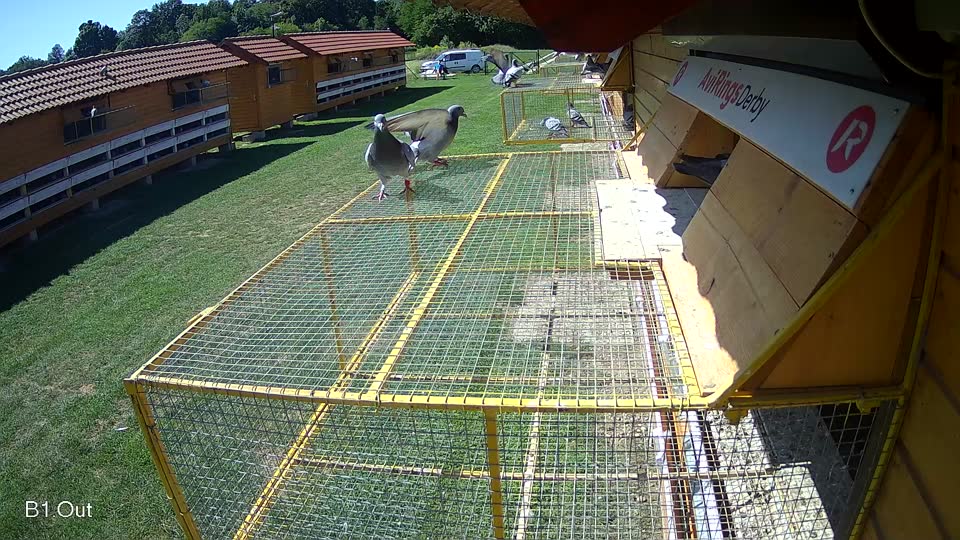 Pigeon Arrival Image For Race Race 2
