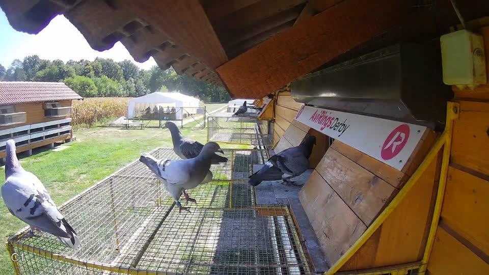 Pigeon Arrival Image For Race Final Race 1/3