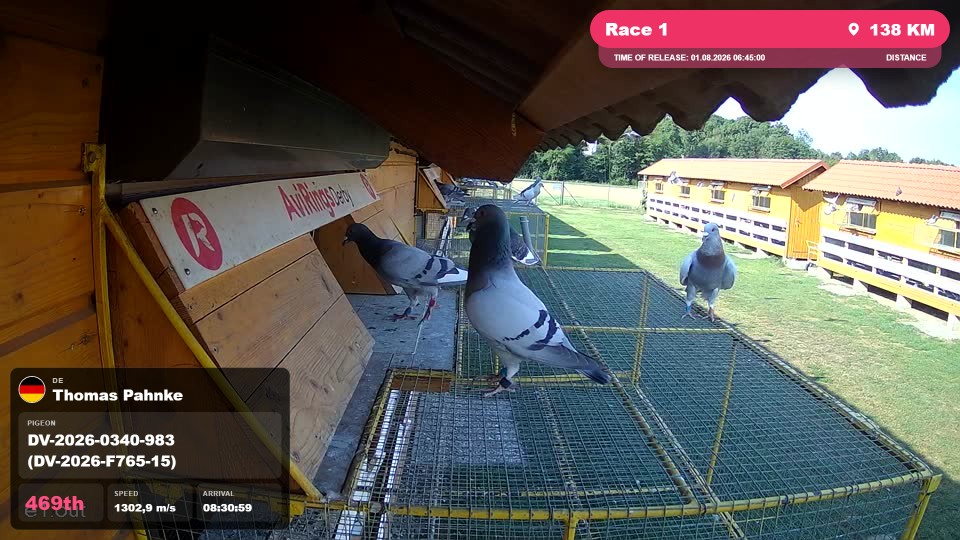 Pigeon Arrival Image For Race Race 1