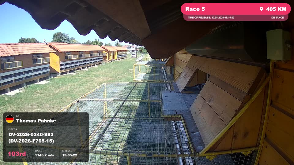 Pigeon Arrival Image For Race Race 5