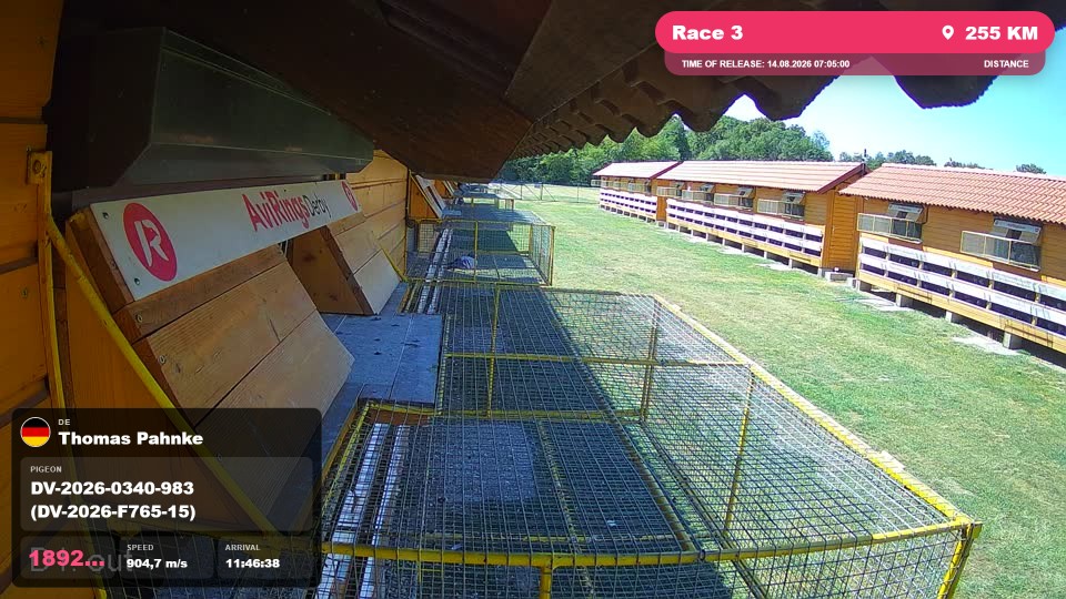 Pigeon Arrival Image For Race Race 3