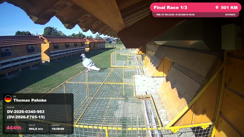Pigeon Arrival Image For Race Final Race 1/3