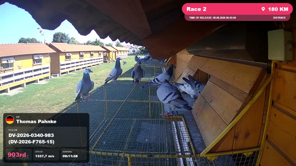 Pigeon Arrival Image For Race Race 2
