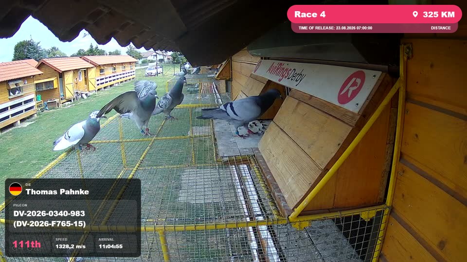 Pigeon Arrival Image For Race Race 4