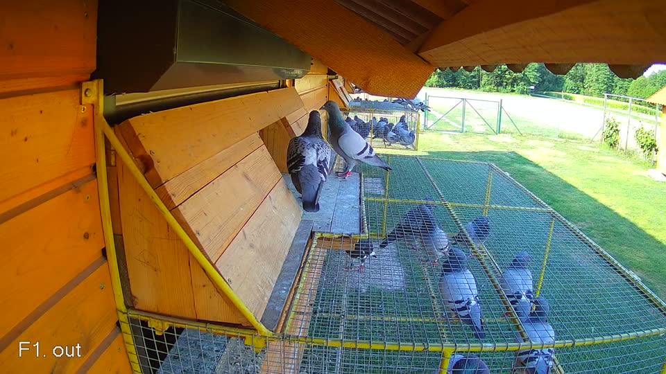 Pigeon Arrival Image For Race Race 1