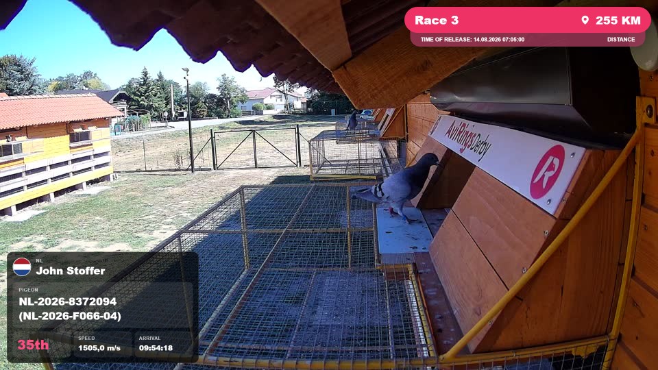 Pigeon Arrival Image For Race Race 3