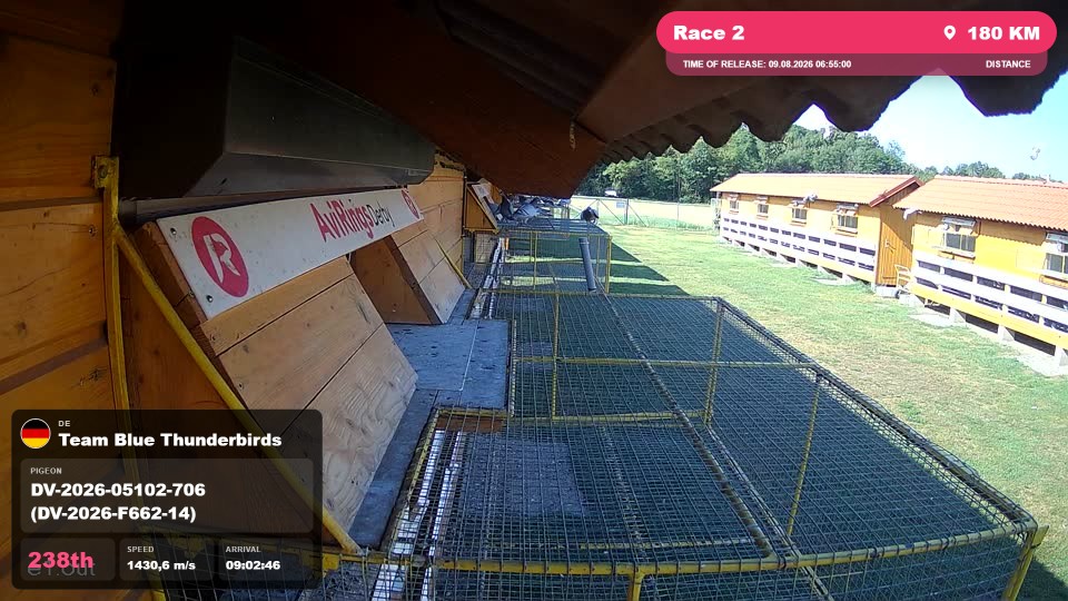 Pigeon Arrival Image For Race Race 2