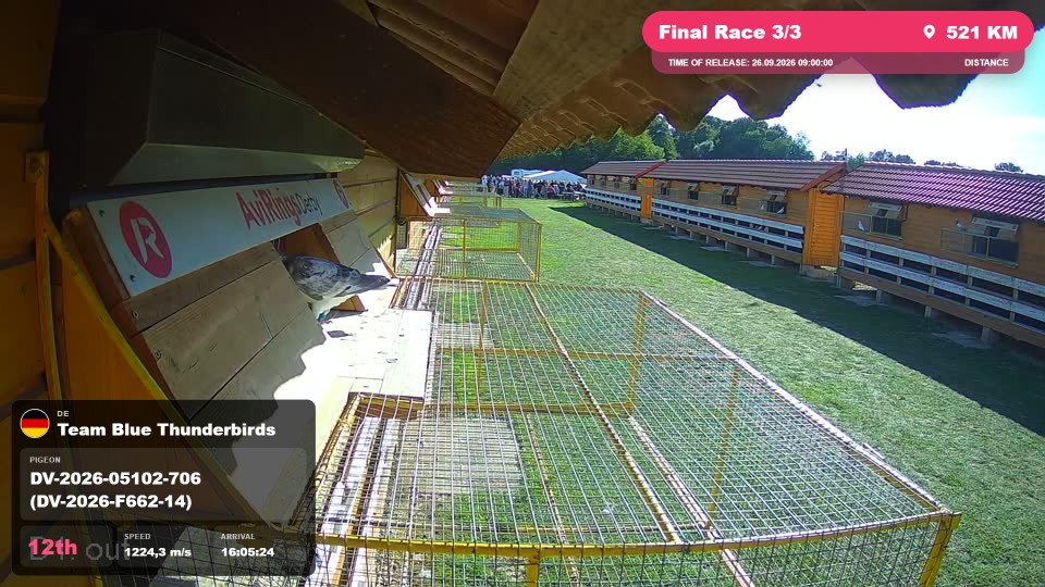 Pigeon Arrival Image For Race Final Race 3/3