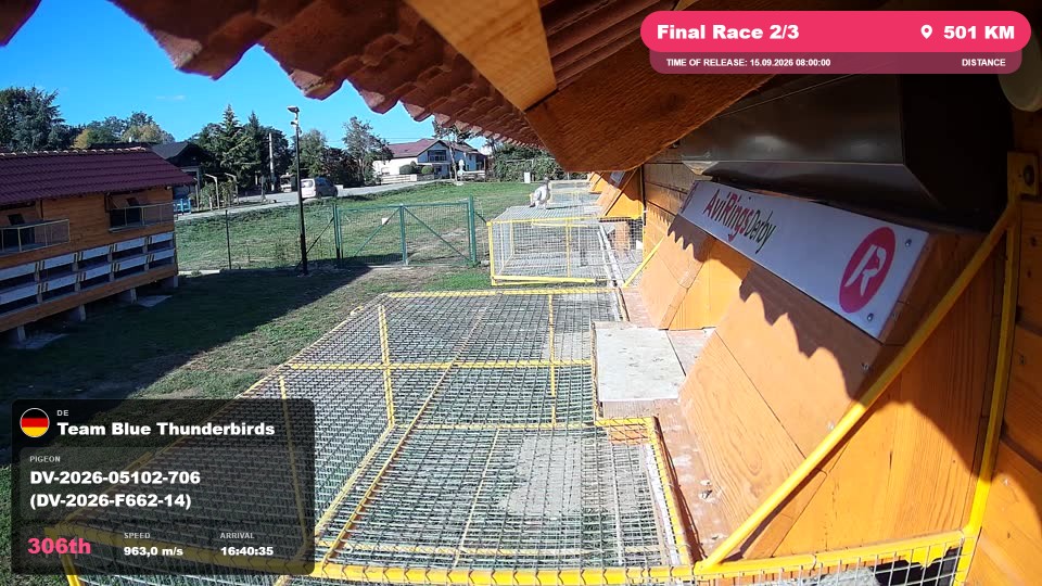 Pigeon Arrival Image For Race Final Race 2/3