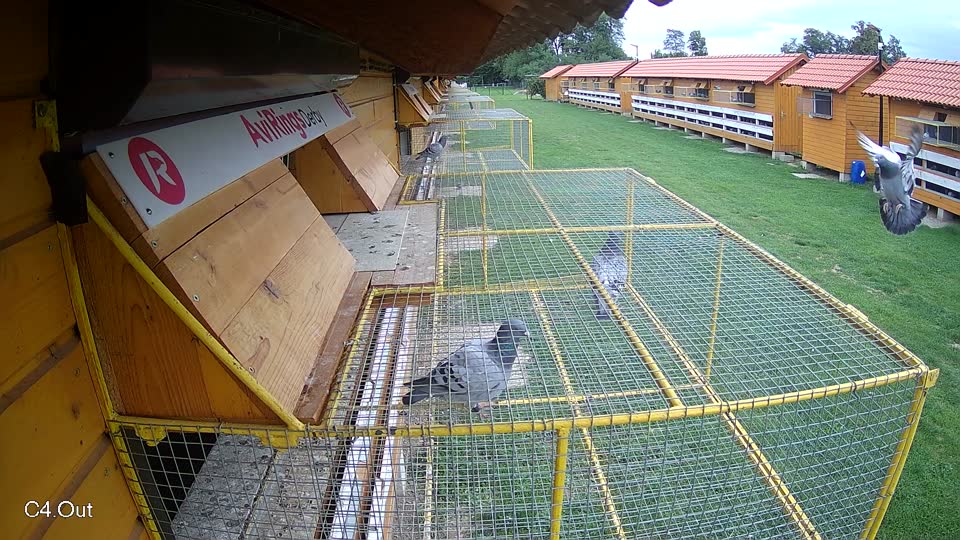 Pigeon Arrival Image For Race Race 6