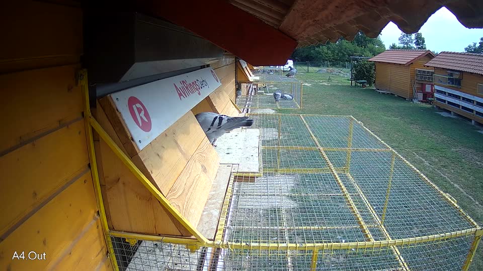 Pigeon Arrival Image For Race Race 4