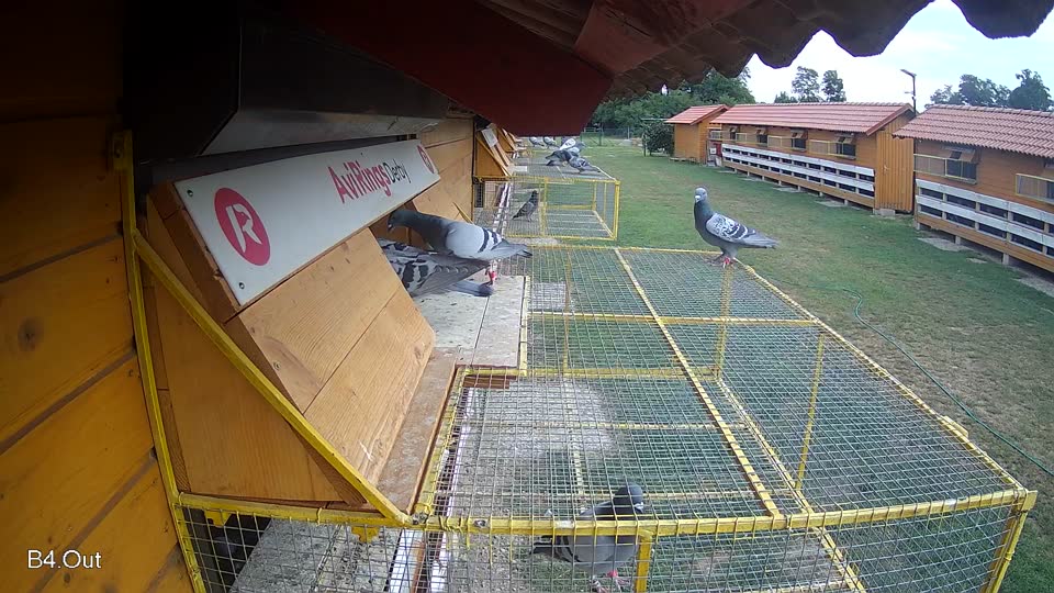 Pigeon Arrival Image For Race Race 3