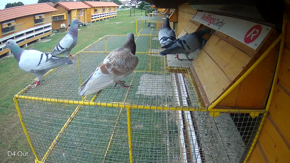 Pigeon Arrival Image For Race Race 3