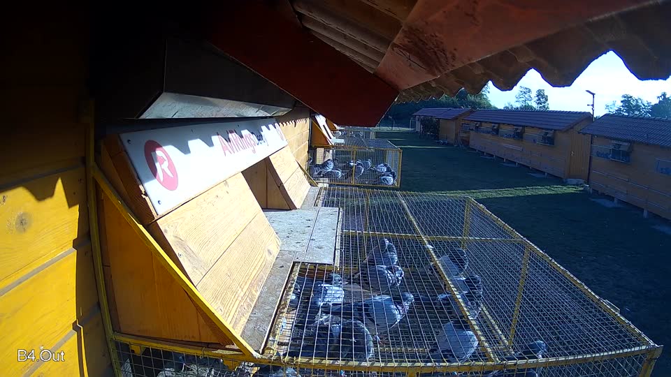 Pigeon Arrival Image For Race Race 5