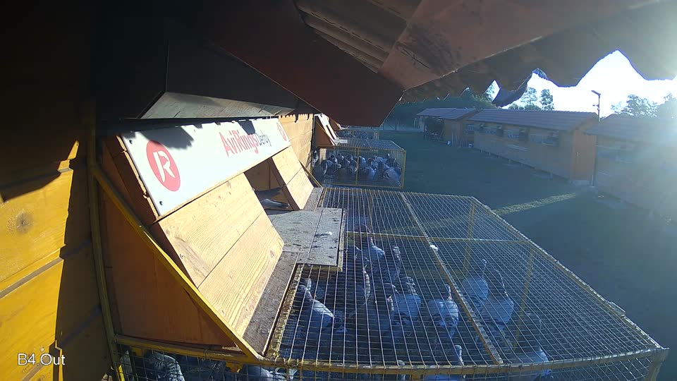Pigeon Arrival Image For Race Race 3