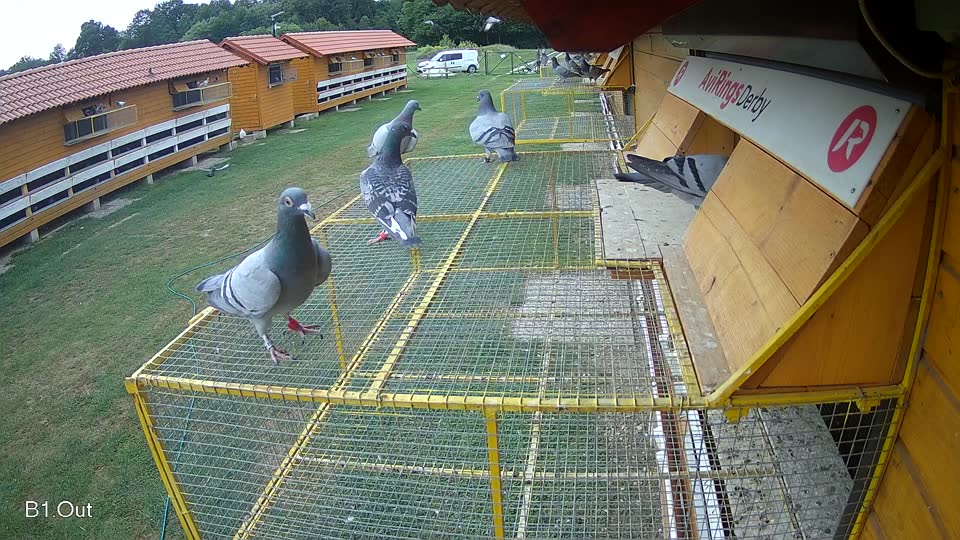 Pigeon Arrival Image For Race Race 3