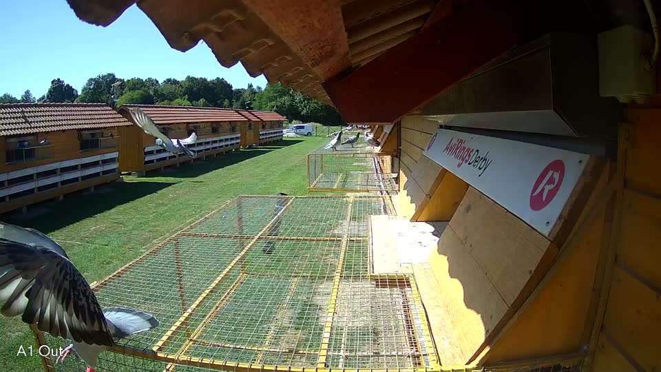 Pigeon Arrival Image For Race Race 2