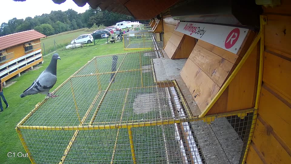 Pigeon Arrival Image For Race Final race 2