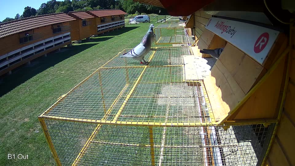 Pigeon Arrival Image For Race Race 2