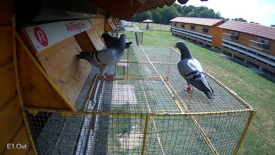Pigeon Arrival Image For Race Race 4