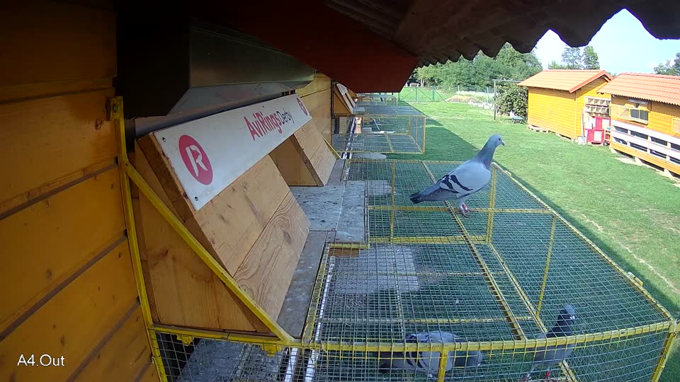 Pigeon Arrival Image For Race Final race 1