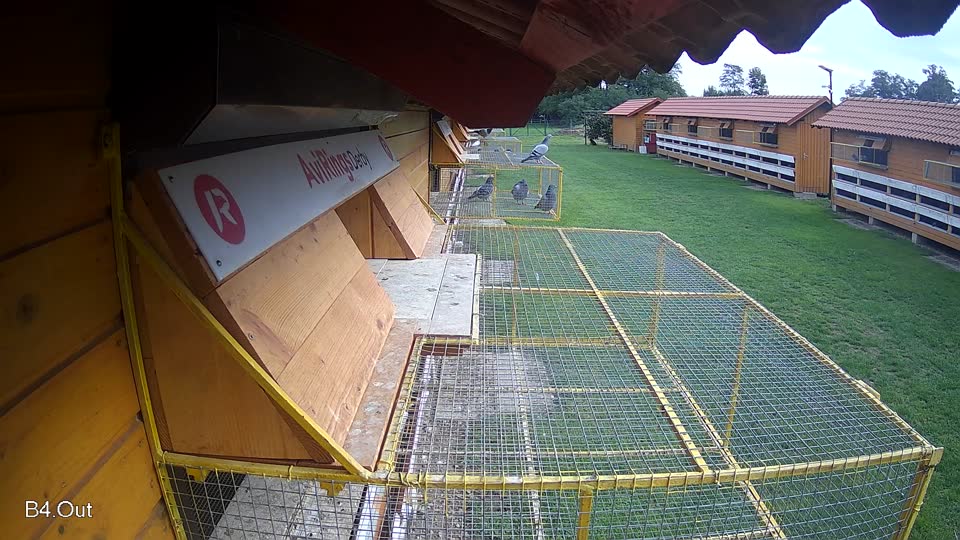 Pigeon Arrival Image For Race Final race 2