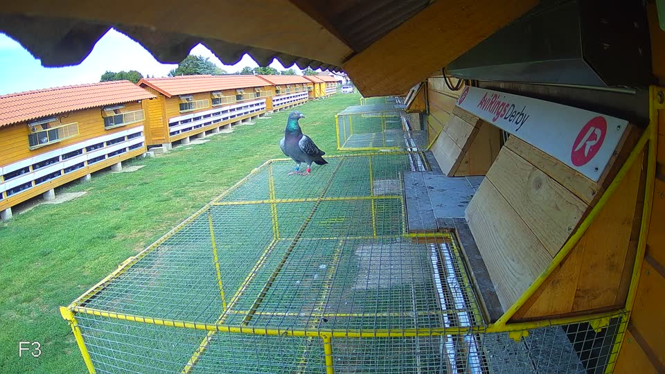 Pigeon Arrival Image For Race Race 4