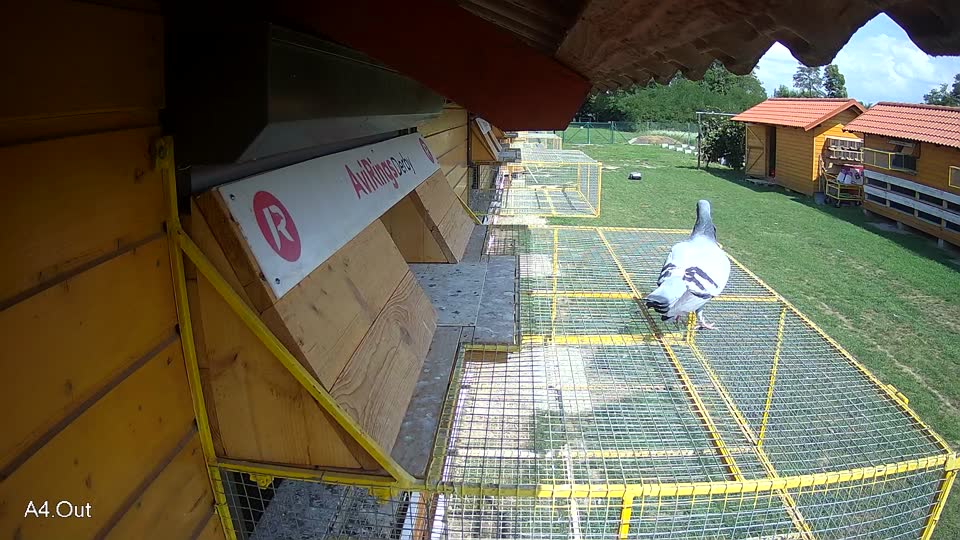 Pigeon Arrival Image For Race Race 6