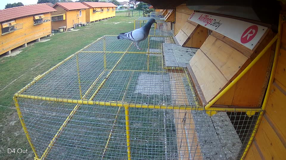 Pigeon Arrival Image For Race Race 4