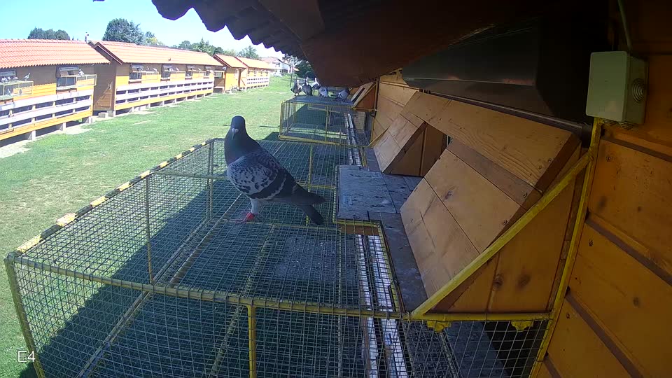 Pigeon Arrival Image For Race Race 2