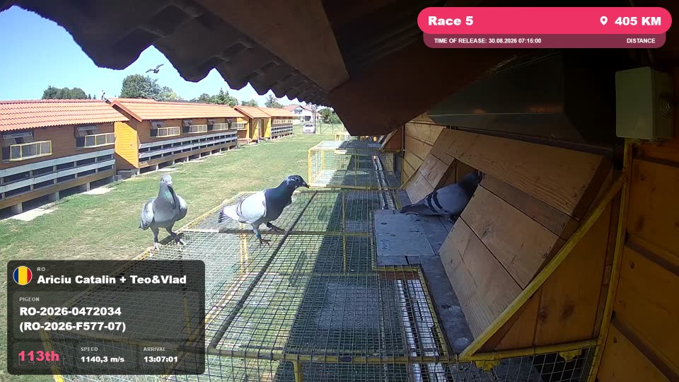 Pigeon Arrival Image For Race Race 5