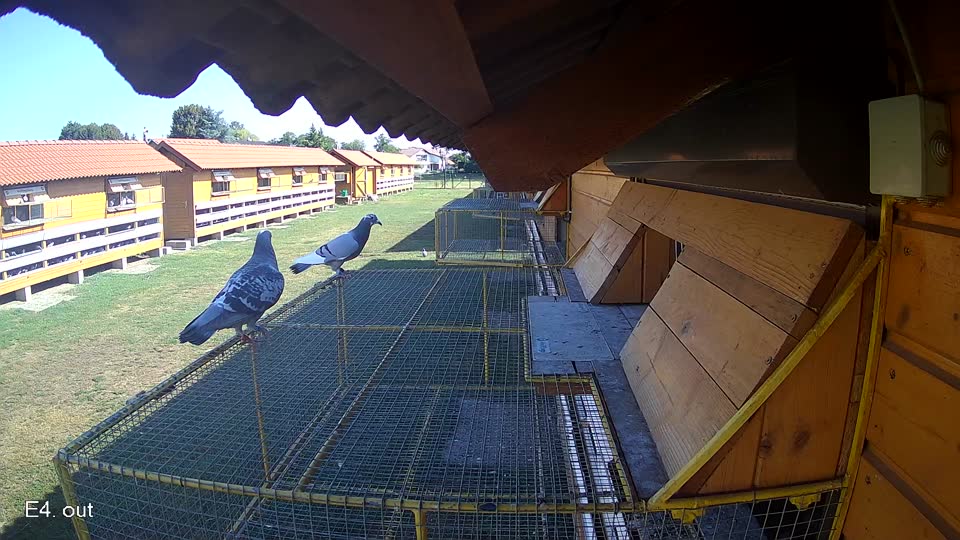 Pigeon Arrival Image For Race Race 2