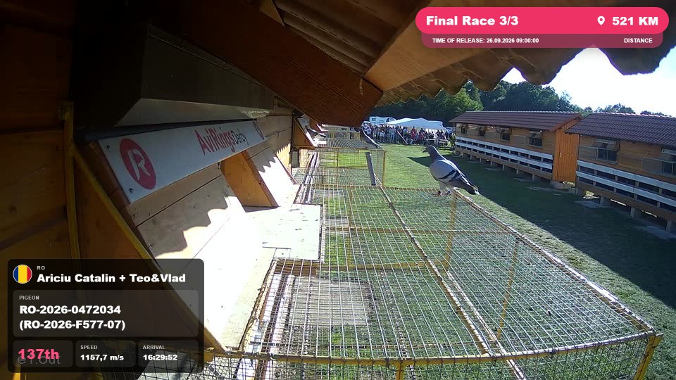 Pigeon Arrival Image For Race Final Race 3/3